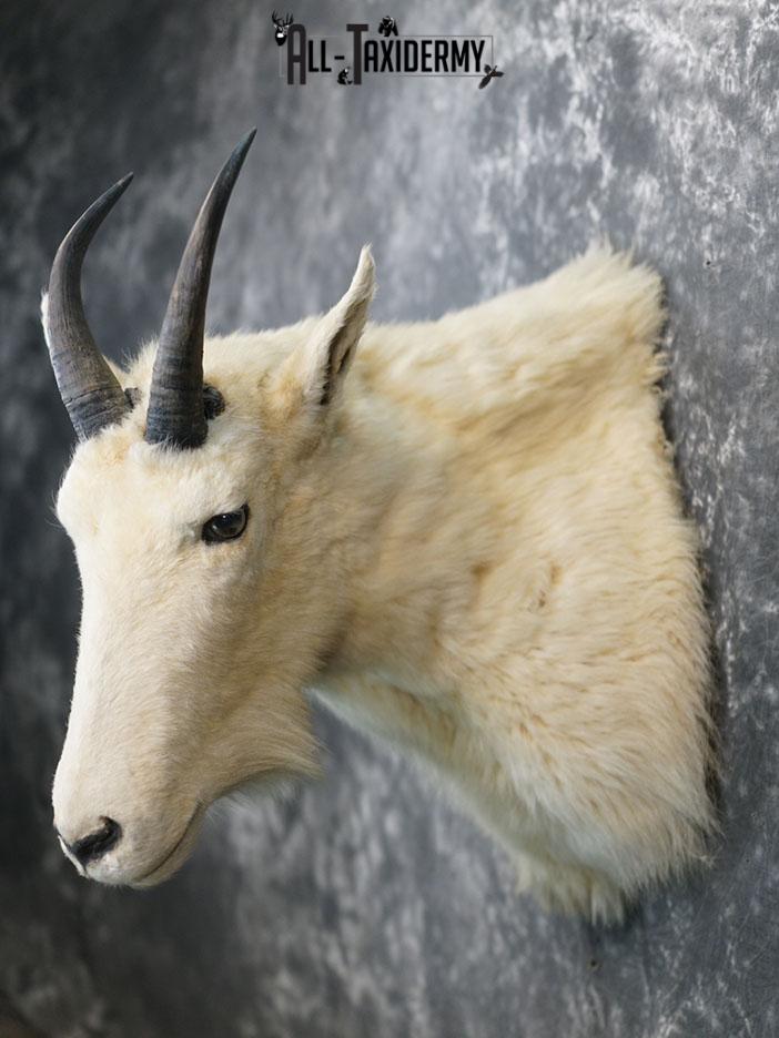 Mountain Goat taxidermy shoulder mount SKU 2360 - Image 8