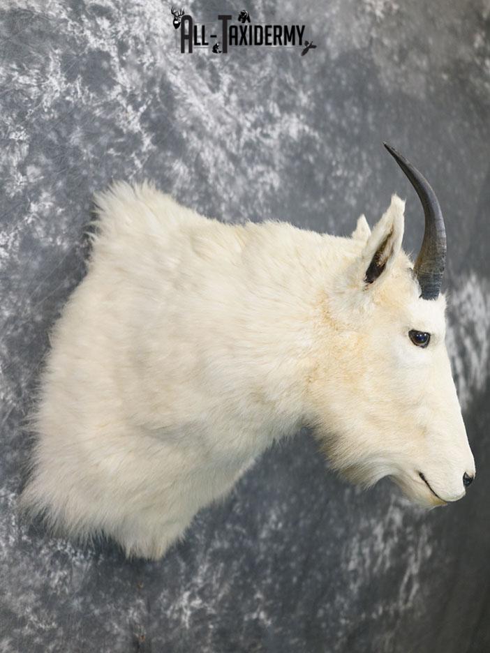 Mountain Goat taxidermy shoulder mount SKU 2360 - Image 7