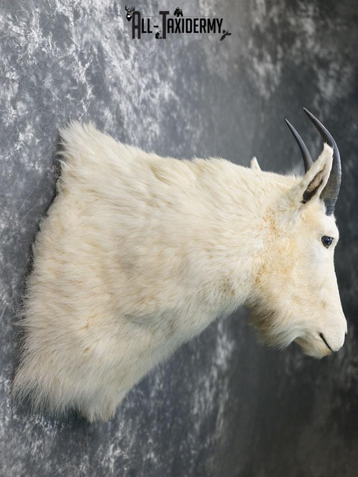Mountain Goat taxidermy shoulder mount SKU 2360 - Image 6