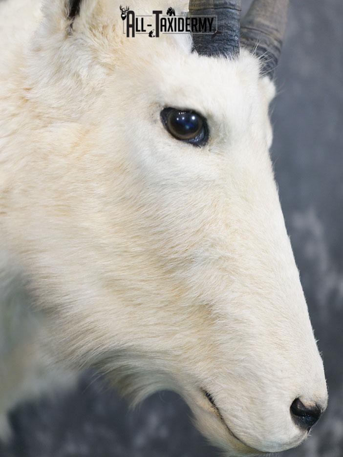 Mountain Goat taxidermy shoulder mount SKU 2360 - Image 5