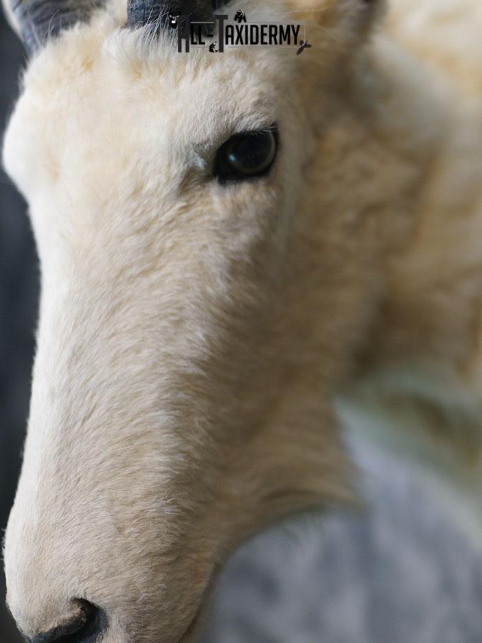 Mountain Goat taxidermy shoulder mount SKU 2360 - Image 4