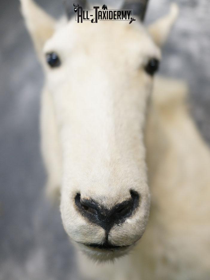Mountain Goat taxidermy shoulder mount SKU 2360 - Image 3