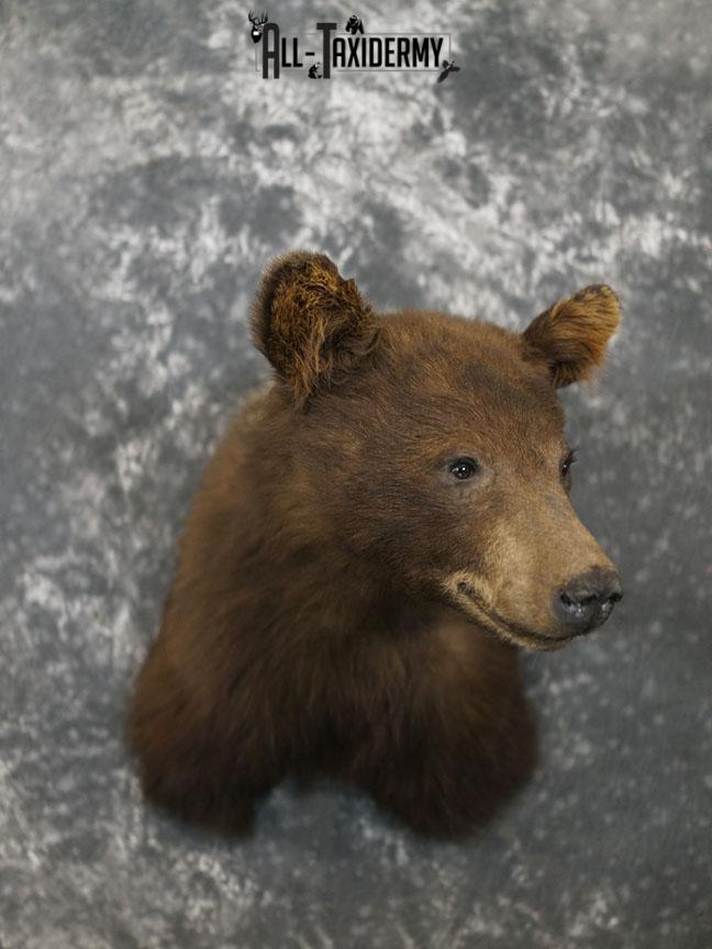 Cinnamon Black bear taxidermy shoulder mount SKU 2357