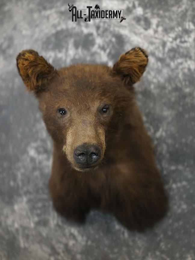 Cinnamon Black bear taxidermy shoulder mount SKU 2357 - Image 2