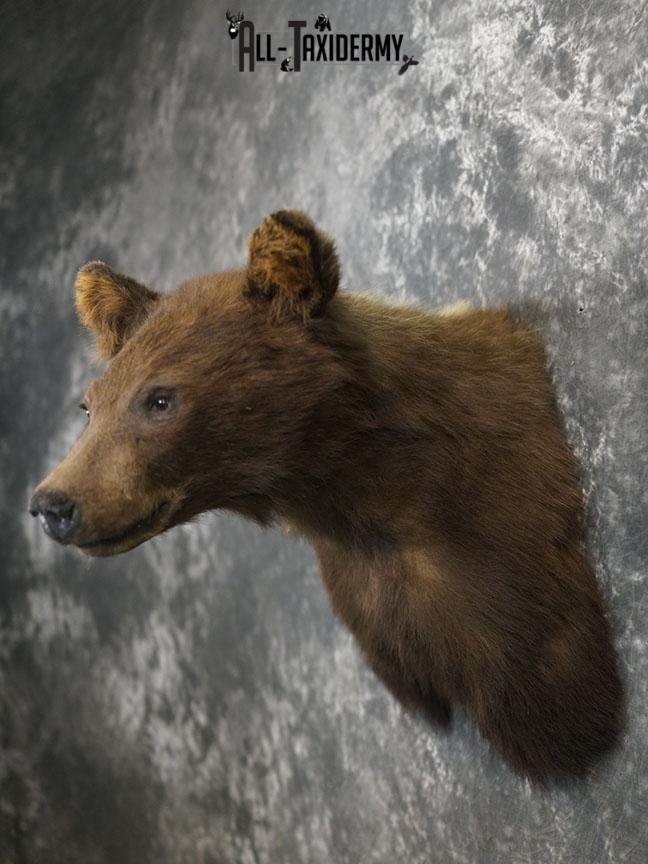 Cinnamon Black bear taxidermy shoulder mount SKU 2357 - Image 10
