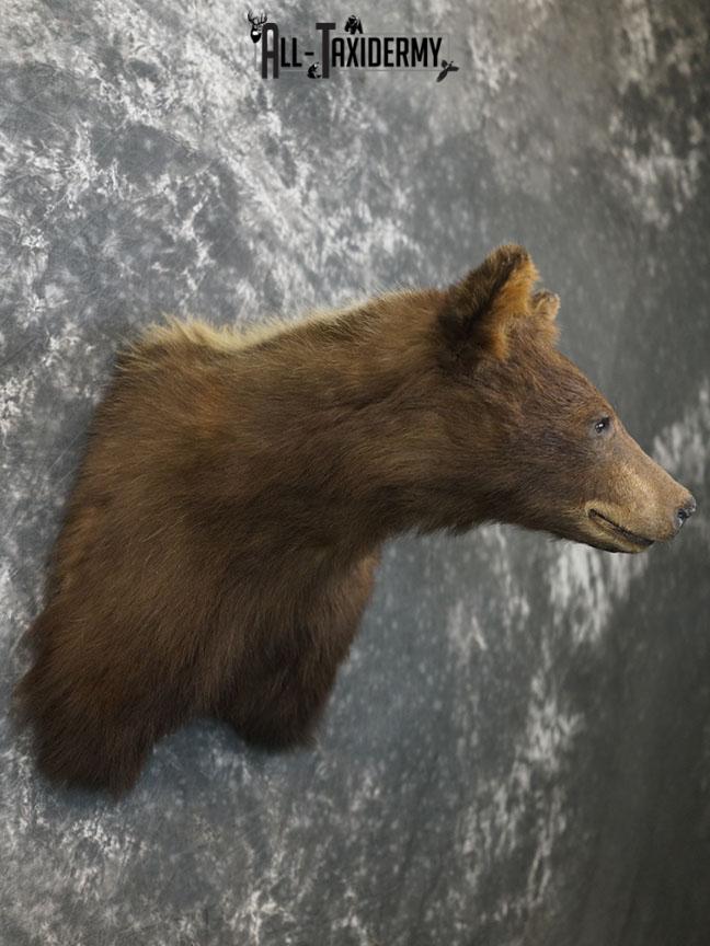 Cinnamon Black bear taxidermy shoulder mount SKU 2357 - Image 9