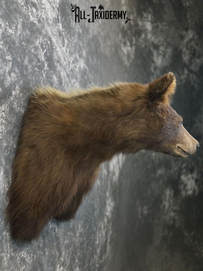 Cinnamon Black bear taxidermy shoulder mount SKU 2357 - Image 8
