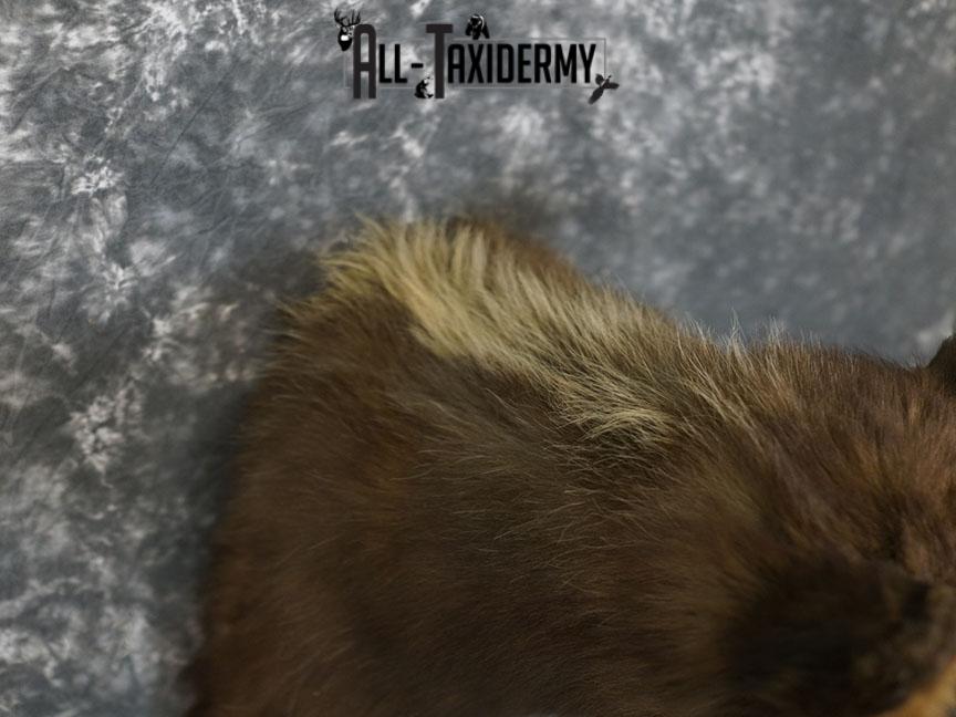 Cinnamon Black bear taxidermy shoulder mount SKU 2357 - Image 7