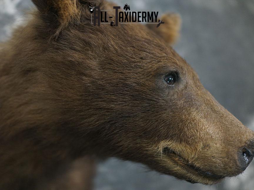 Cinnamon Black bear taxidermy shoulder mount SKU 2357 - Image 6