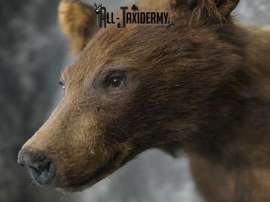 Cinnamon Black bear taxidermy shoulder mount SKU 2357 - Image 5