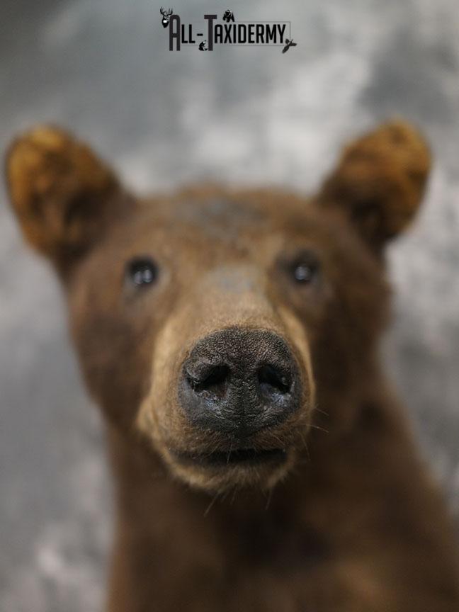 Cinnamon Black bear taxidermy shoulder mount SKU 2357 - Image 4