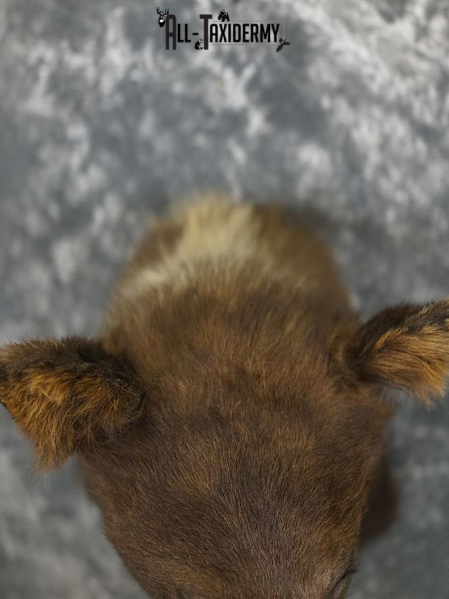 Cinnamon Black bear taxidermy shoulder mount SKU 2357 - Image 3