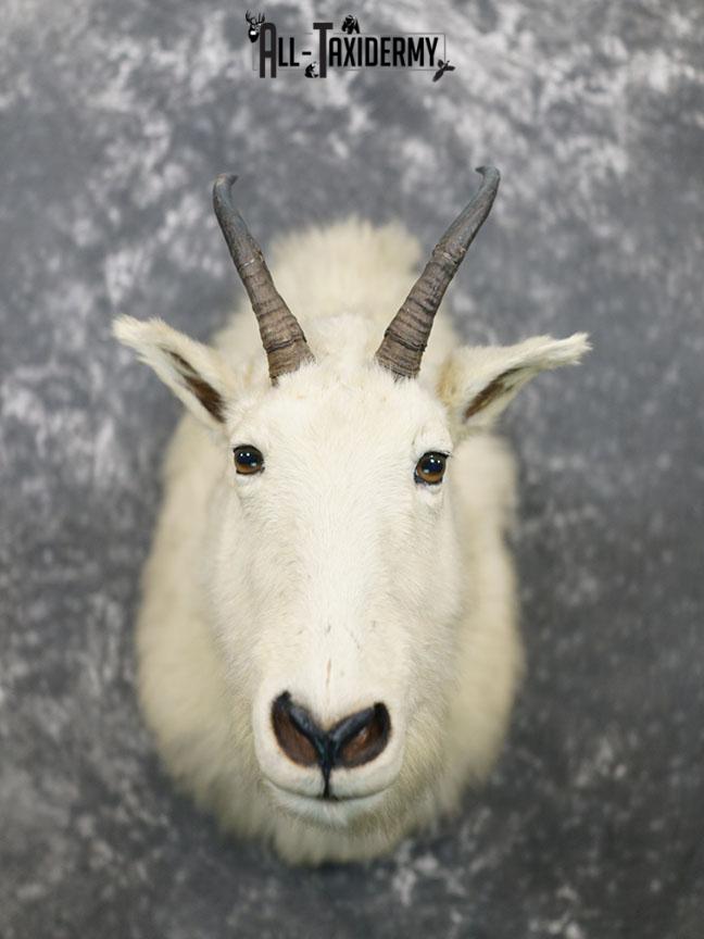 Mountain Goat taxidermy mount SKU 2356 - Image 2