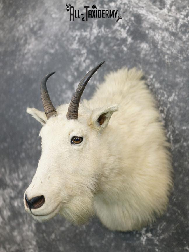 Mountain Goat taxidermy mount SKU 2356 - Image 9