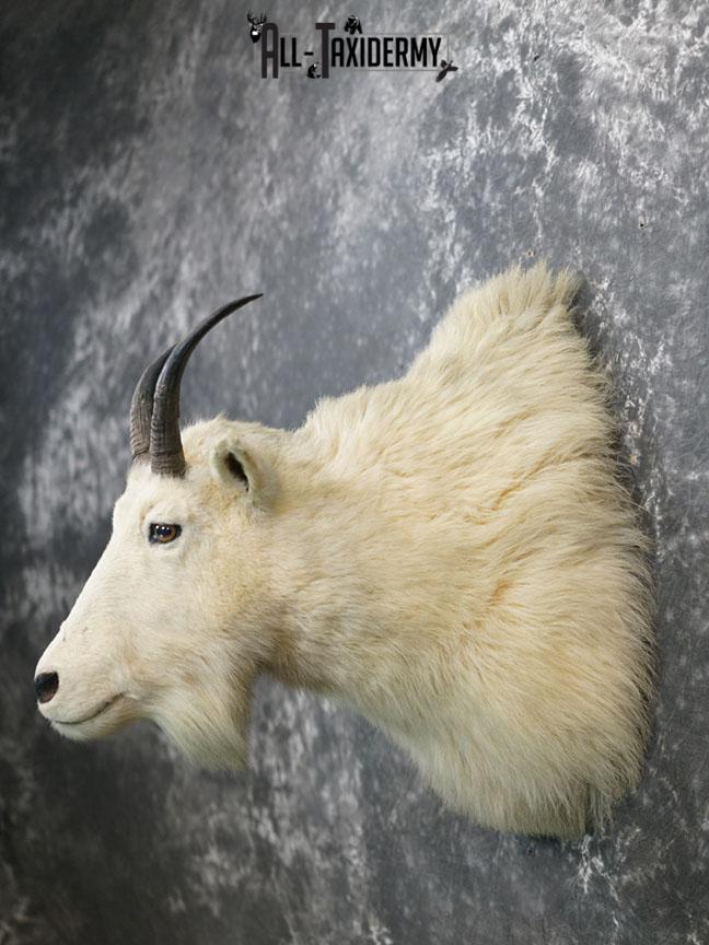 Mountain Goat taxidermy mount SKU 2356 - Image 8