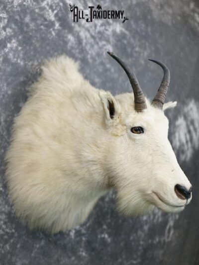 Mountain Goat taxidermy mount SKU 2356