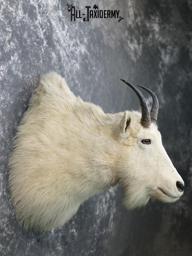 Mountain Goat taxidermy mount SKU 2356 - Image 6