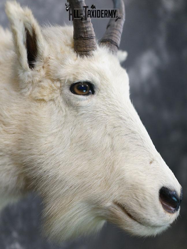 Mountain Goat taxidermy mount SKU 2356 - Image 5