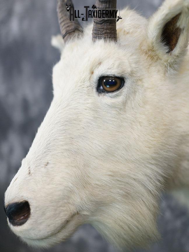 Mountain Goat taxidermy mount SKU 2356 - Image 4