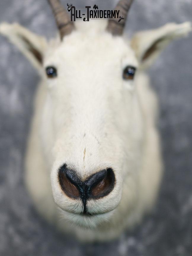 Mountain Goat taxidermy mount SKU 2356 - Image 3