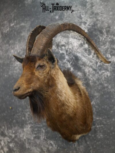 Hybrid Ibex taxidermy shoulder mount SKU 2352