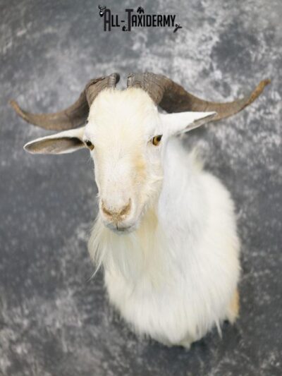 Blonde Catalina goat taxidermy shoulder mount SKU 2351