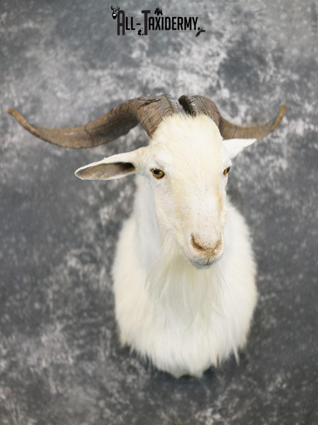 Blonde Catalina goat taxidermy shoulder mount SKU 2351 - Image 2