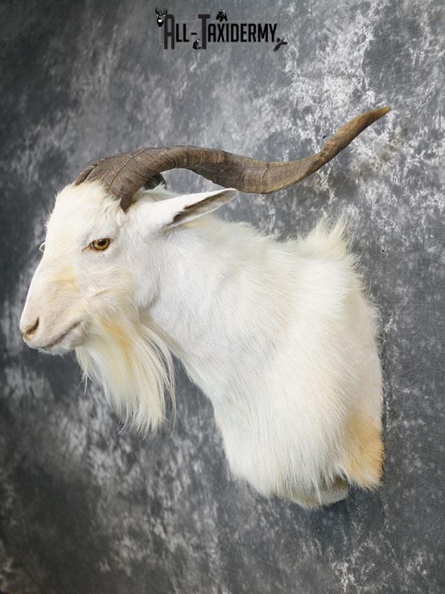 Blonde Catalina goat taxidermy shoulder mount SKU 2351 - Image 8
