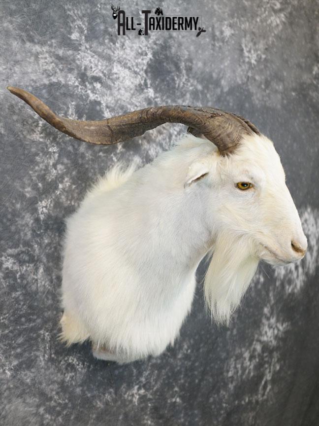 Blonde Catalina goat taxidermy shoulder mount SKU 2351 - Image 7