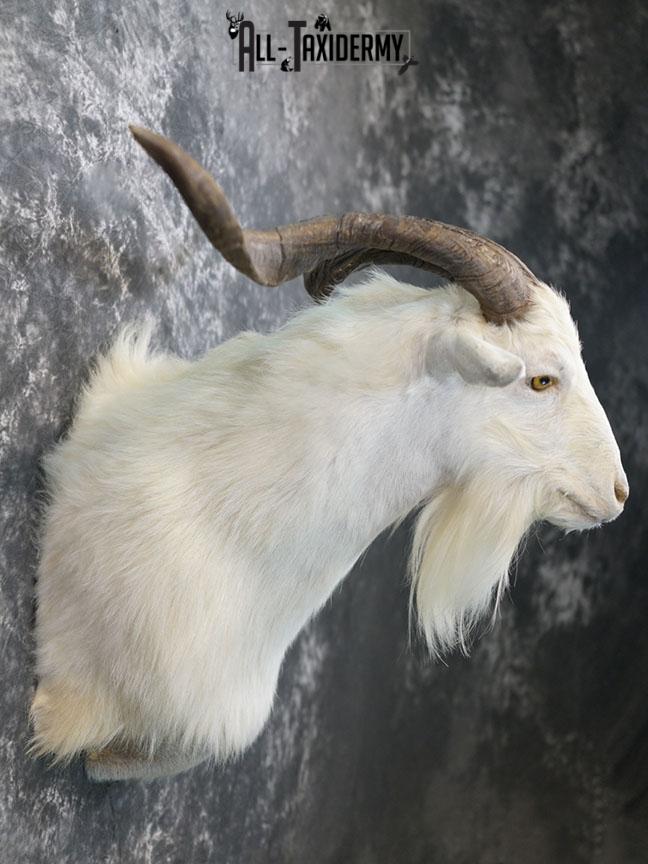 Blonde Catalina goat taxidermy shoulder mount SKU 2351 - Image 6