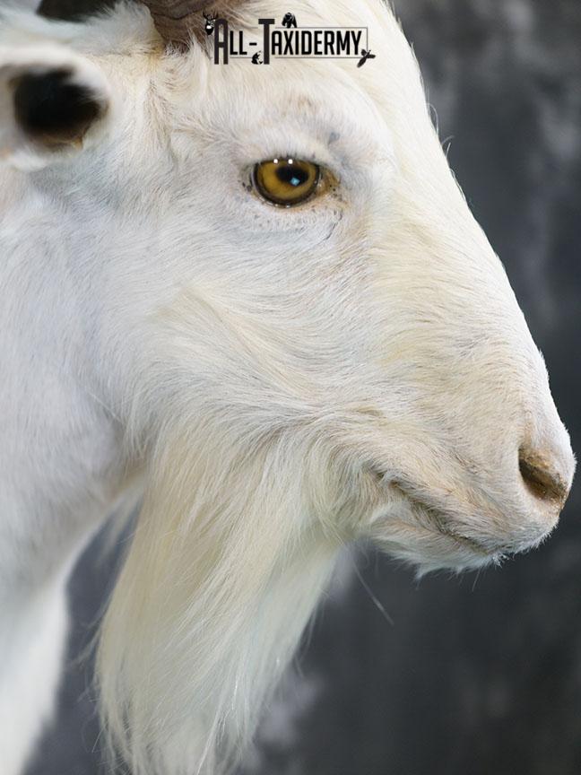 Blonde Catalina goat taxidermy shoulder mount SKU 2351 - Image 5