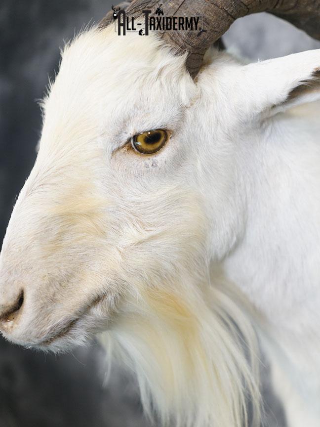 Blonde Catalina goat taxidermy shoulder mount SKU 2351 - Image 4