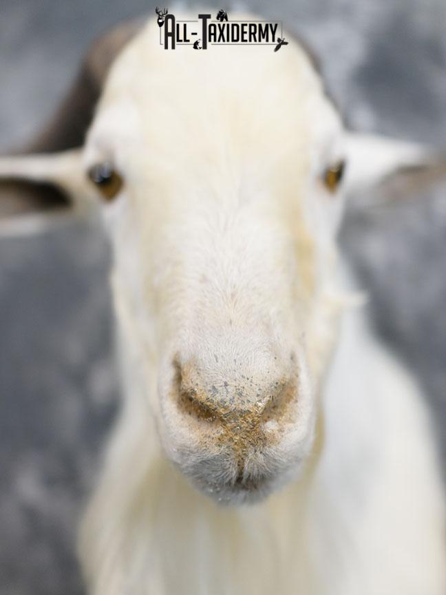 Blonde Catalina goat taxidermy shoulder mount SKU 2351 - Image 3