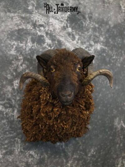 Arapawa Sheep taxidermy shoulder mount SKU 2350