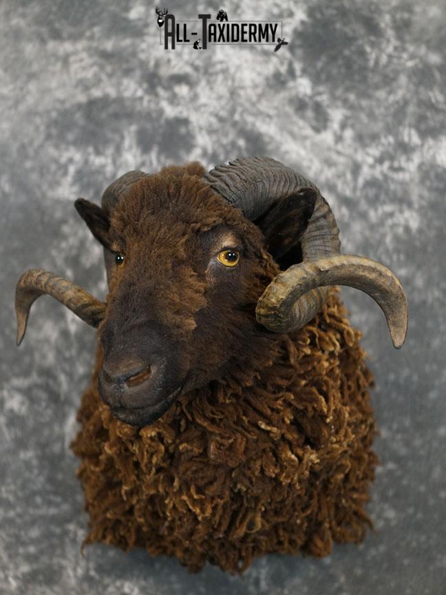 Arapawa Sheep taxidermy shoulder mount SKU 2350 - Image 2