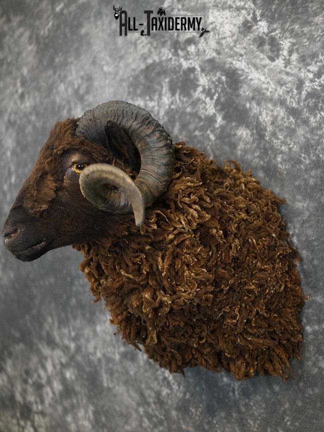 Arapawa Sheep taxidermy shoulder mount SKU 2350 - Image 9