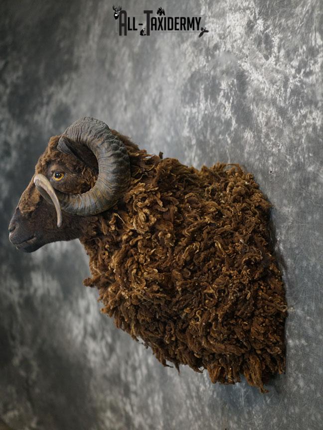 Arapawa Sheep taxidermy shoulder mount SKU 2350 - Image 8