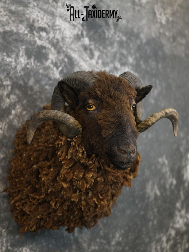 Arapawa Sheep taxidermy shoulder mount SKU 2350 - Image 7