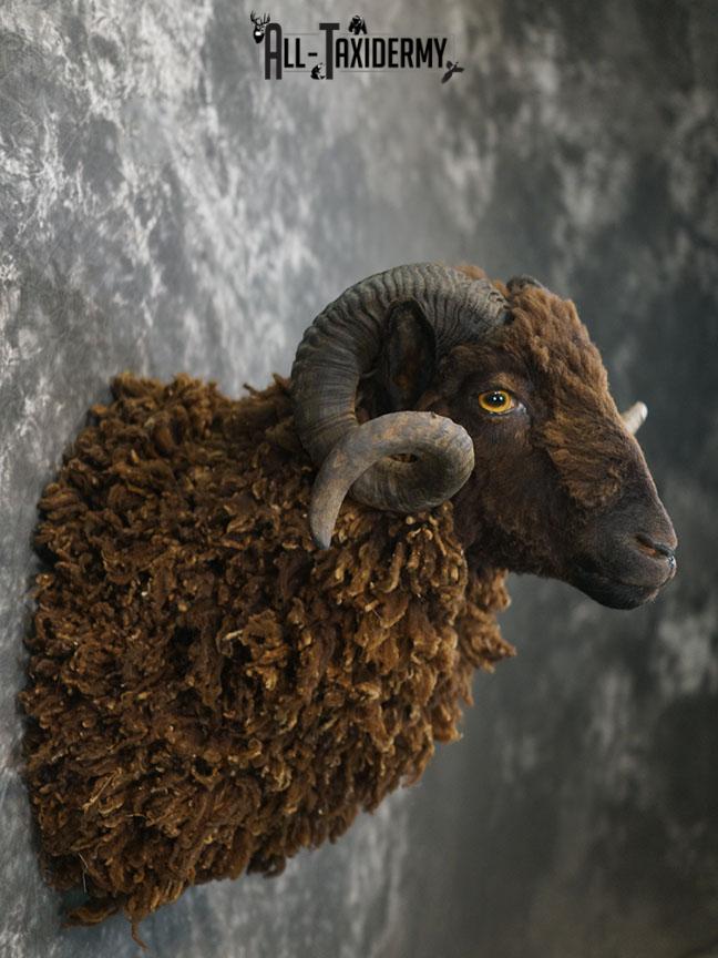 Arapawa Sheep taxidermy shoulder mount SKU 2350 - Image 6