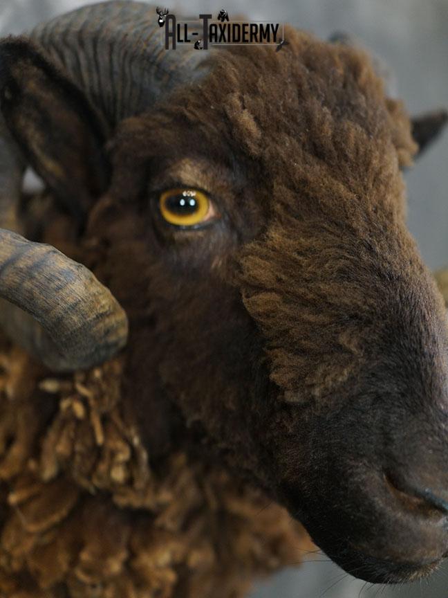 Arapawa Sheep taxidermy shoulder mount SKU 2350 - Image 5
