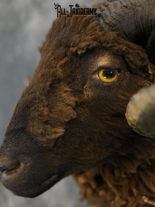 Arapawa Sheep taxidermy shoulder mount SKU 2350 - Image 4