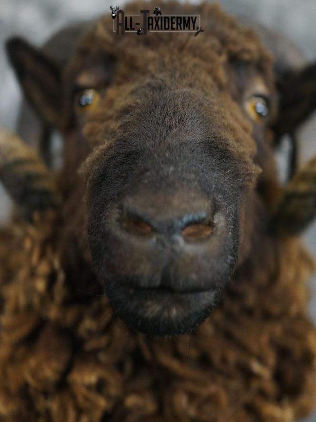 Arapawa Sheep taxidermy shoulder mount SKU 2350 - Image 3
