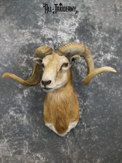 Corsican sheep taxidermy shoulder mount SKU 2346