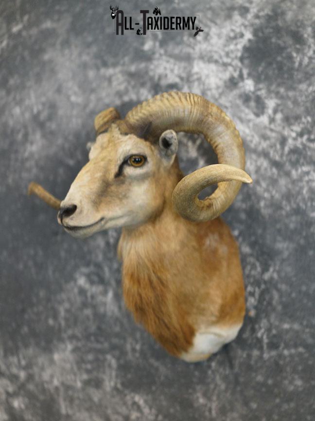 Corsican sheep taxidermy shoulder mount SKU 2346 - Image 2