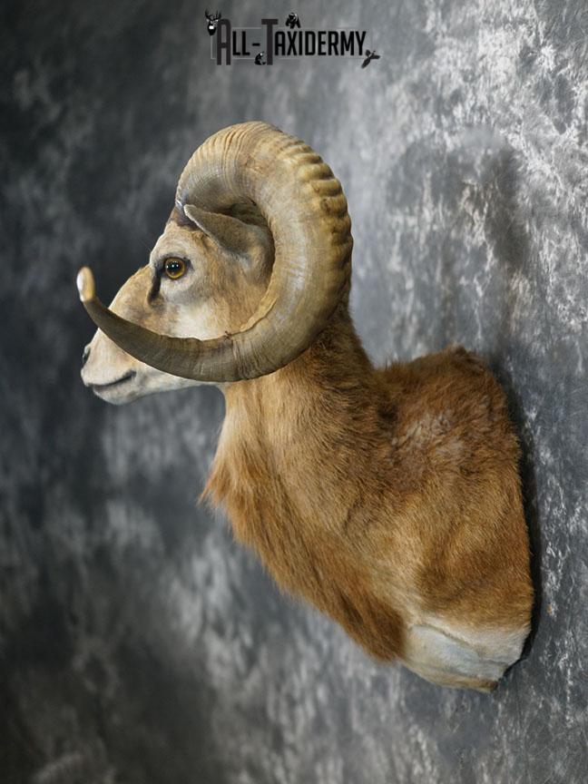 Corsican sheep taxidermy shoulder mount SKU 2346 - Image 8