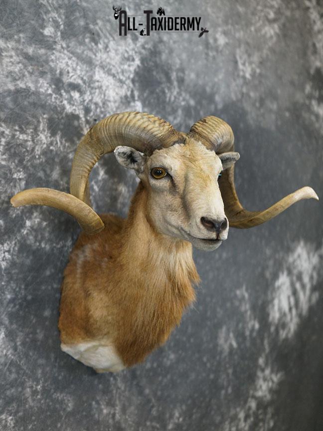 Corsican sheep taxidermy shoulder mount SKU 2346 - Image 7