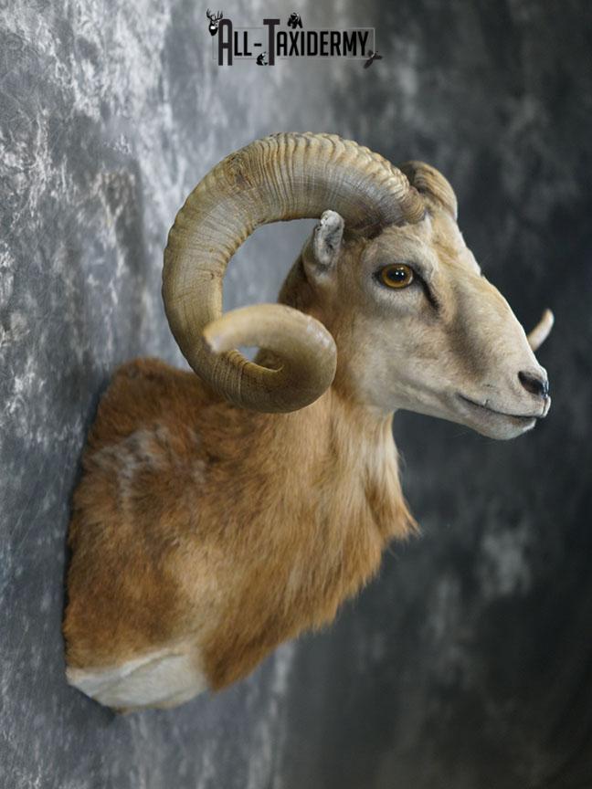 Corsican sheep taxidermy shoulder mount SKU 2346 - Image 6