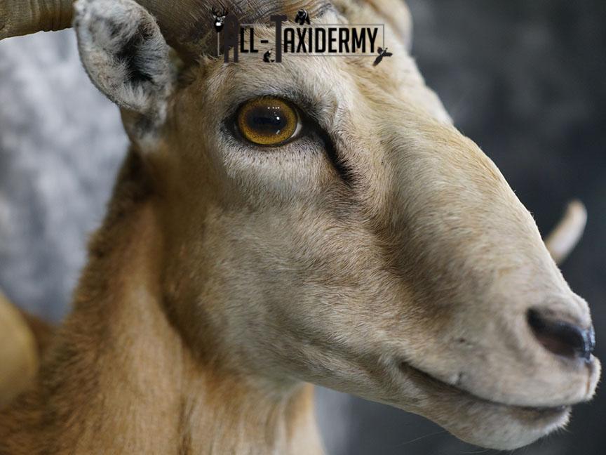 Corsican sheep taxidermy shoulder mount SKU 2346 - Image 5