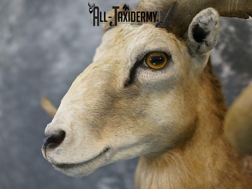 Corsican sheep taxidermy shoulder mount SKU 2346 - Image 4