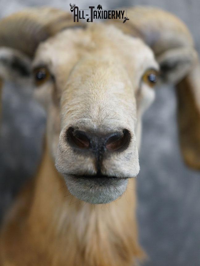 Corsican sheep taxidermy shoulder mount SKU 2346 - Image 3